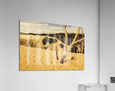 Strahan sand dune landscape Acrylic Print