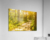 Lostwoods Acrylic Print