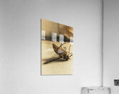 No escape Acrylic Print