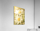 Inseparable  Acrylic Print