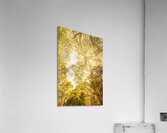 Up and away Acrylic Print