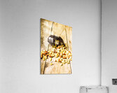 The kitchen boot Acrylic Print