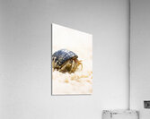 Harry Hermit Crab Acrylic Print