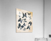 Scrapbook butterflies Acrylic Print