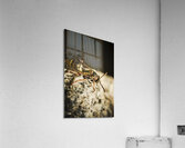 Wasp hunt Acrylic Print