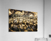 Rustic mountain bikes Acrylic Print