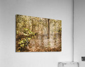 Autumn path obscured by fallen foliage Acrylic Print