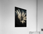 Petal winds Acrylic Print