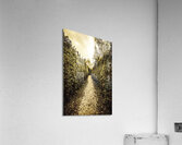Up the garden path Acrylic Print