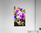 Finding neon Acrylic Print