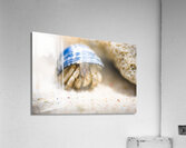 Hiding Hermit Crab Acrylic Print