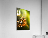 Process Of Pollination Acrylic Print