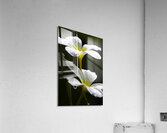 Water Droplet On Frangipani Flower Acrylic Print