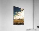 Cherry farm in the sowing Acrylic Print