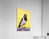 Mr. Magpie Acrylic Print