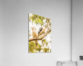 Branched Outback Acrylic Print