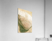 Macro marine minimalism Acrylic Print