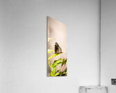 Tropical Butterfly Acrylic Print