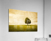 Single green tree in meadows of old Acrylic Print