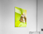 Tropical exotics Acrylic Print