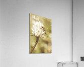 Ant ique  Acrylic Print