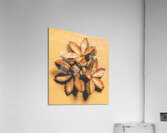 Setting seeds Acrylic Print