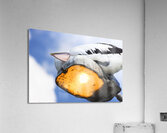 Summer Siesta Acrylic Print