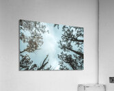 Midnight Canopy Acrylic Print