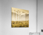 Western woodlands Acrylic Print