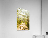 Island Avenue Acrylic Print