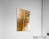 Natures intricacies Acrylic Print