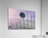 New South Wales foggy meadow Acrylic Print