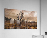 Dark horror landscape of a creepy haunted forest Acrylic Print