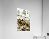 Rustic rural decay Acrylic Print