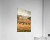 Cranbrook vineyard Acrylic Print
