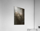 Blind suspicion Acrylic Print