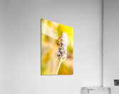 Lavender bee Acrylic Print
