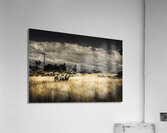 Tasmania landscape of an outback cattle station Acrylic Print