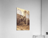 Old Woodery Acrylic Print