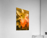 Flames of intimacy Acrylic Print