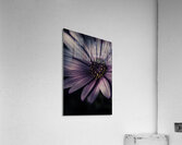 Twilight daisy Acrylic Print