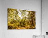 Queensland Wy. Acrylic Print