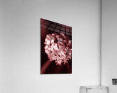 Clover Flower Acrylic Print