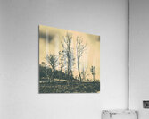 Wild Australian scrublands Acrylic Print