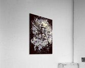 Star bee Acrylic Print