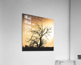 Dead tree silhouette Acrylic Print