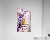 Jumping Spider Acrylic Print