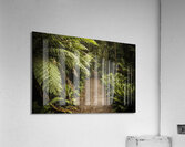 Lush green Tasmanian forest trail in Strahan Acrylic Print