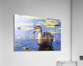 Pond Duck Acrylic Print