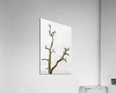 Deadwood Acrylic Print